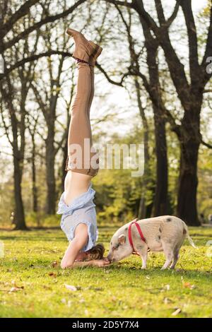 Donna facendo headstand con piglet in posizione di parcheggio Foto Stock
