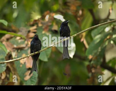 Malesia, Borneo, Sabah, riserva naturale Sepilok, maggiore coppia di droni con coda di racchette che perching sul ramoscello Foto Stock