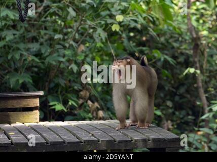 Malesia, Borneo, Sepilok Orangutan Rehabilitation Center, yawning nord maiale-coda macaque Foto Stock