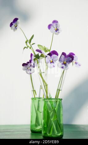 Cornuto violette permanente utilizzato in tubi di vetro di fagioli vanila Foto Stock