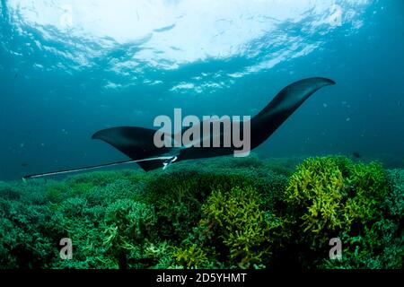 Oceania Micronesia, Yap, Reef manta ray, Manta alfredi Foto Stock