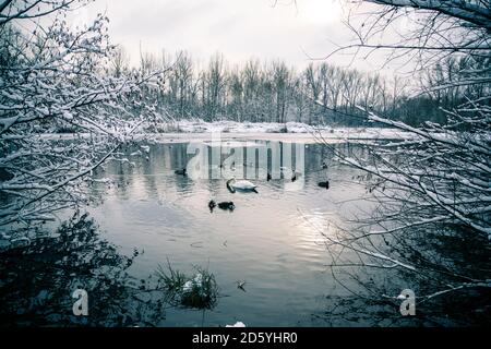 In Germania, in Baviera, Ergolding, stagno con uccelli e swan in inverno Foto Stock