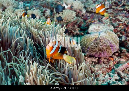 Indonesia, Bali, Nusa Lembongan, Anemonefish di Clark, clarkii di Amphiprion Foto Stock