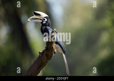 Malesia, Borneo, Sabah, Oriental pied hornbill mangiare su ramo Foto Stock