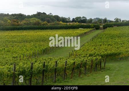 Albury Organic Vineyard, un piccolo vigneto a conduzione familiare nel Surrey Hills AONB e North Downs, Surrey, Regno Unito Foto Stock