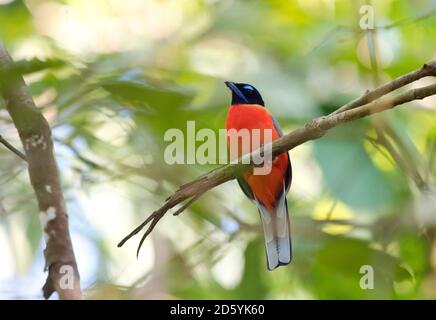 Malesia, Borneo, Sabah, Kinabatangan fiume, scarlatto maschile rumped trogon, Harpactes duvaucelii Foto Stock