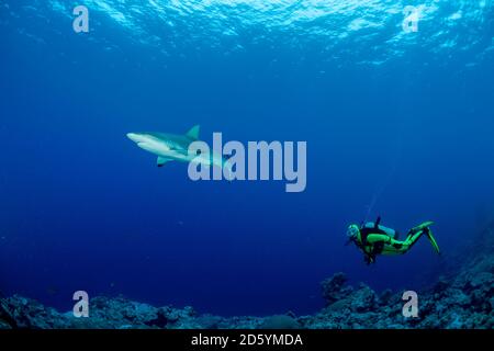 Oceania Micronesia, Yap, subacqueo con lo squalo grigio di barriera, Carcharhinus amblyrhynchos Foto Stock