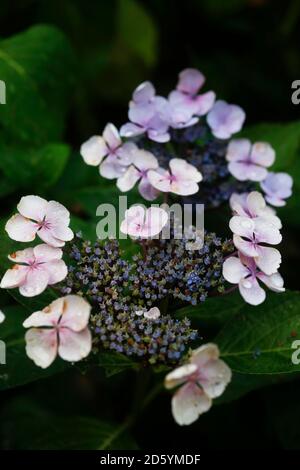 Fioritura Hydrangea nella tarda estate Foto Stock