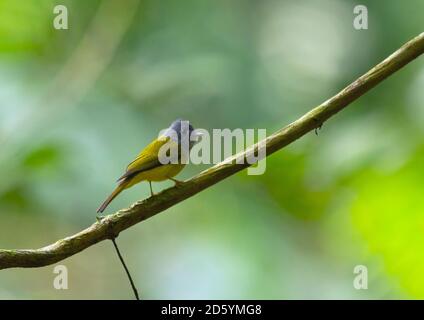 Thailandia, Chiang Dao, canary-flycatcher a testa grigia, Culicapa ceylonensis Foto Stock