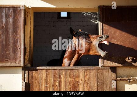 Egitto El Gouna, neighing cavallo in stabile Foto Stock