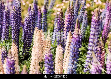 Nuova Zelanda, Isola del Sud, Omarama, Lupin Russell, Lupin polyphyllus Foto Stock