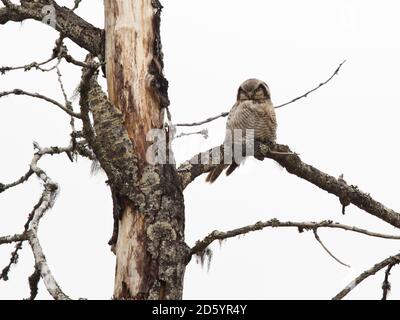 Finlandia, Kuhmo, hawk owl, surnia ulula, appollaiate sul ramo Foto Stock