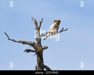 Finlandia, Kuhmo, hawk owl, surnia ulula, appollaiate sul ramo Foto Stock