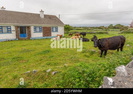 Mandria di vacche in un cortile anteriore in Irlanda. Foto Stock