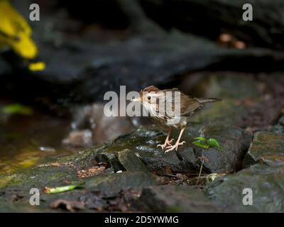 Thailandia, Kaeng Krachan, babbler soffiato su un ramo Foto Stock