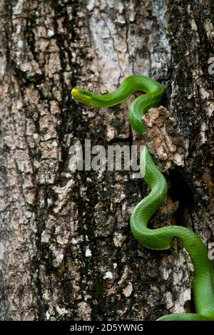 Thailandia, serpente gatto verde, Boiga cyanea Foto Stock