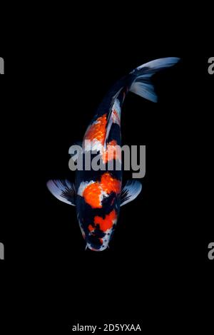 Koi in uno stagno Foto Stock