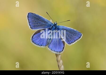 Comune di farfalle blu su un chiodo Foto Stock