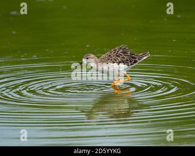 Lo stint di Temminck, Calidris temminckii Foto Stock