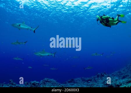 Oceania Micronesia, Yap, subacqueo con lo squalo grigio di barriera, Carcharhinus amblyrhynchos Foto Stock