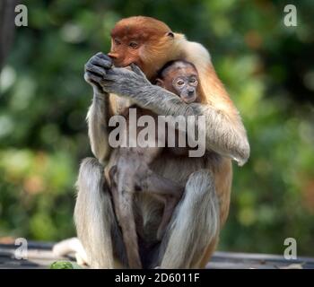 Borneo, Sabah, Proboscis scimmie, Nasalis larvatus, madre e giovane animale Foto Stock