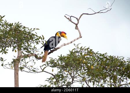 Malesia, Borneo, Sabah, fiume Kinabatangan, Sunda raggrinzito, Rhabdotorrhinus corrugatus Foto Stock