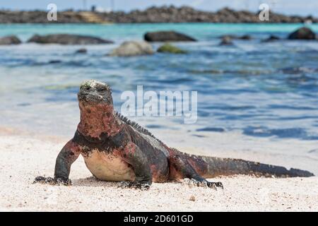 Ecuador Isole Galapagos, Espanola, Punta Suarez, Marine iguana, Amblyrhynchus cristatus Foto Stock