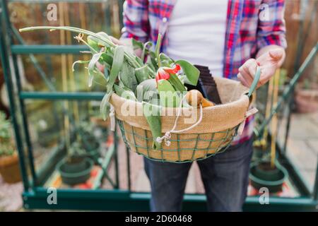 Primo piano di uomo che tiene cesto con fiori prima di serra in giardino Foto Stock