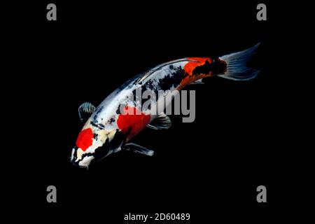 Koi in uno stagno Foto Stock