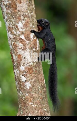 Malesia, Borneo, Sepilok, scoiattolo di Prevost al tronco dell'albero Foto Stock