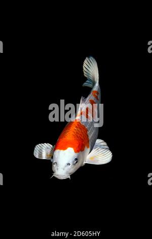 Koi in uno stagno Foto Stock