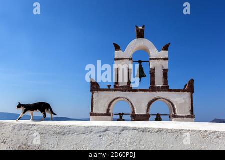 Cat che cammina sul bordo lontano territorio nazionale gatto all'aperto Foto Stock