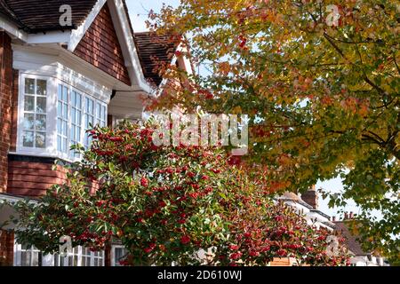 Bacche e acero rosso, noto anche come Acer rubrum, in una bizzarro di colore in autunno. Fotografato a Pinner, Middlesex, Regno Unito Foto Stock