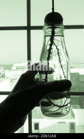 Pietra di avocado, seme, crescere in Water.Sustainable vivere, concetto di stile di vita sostenibile Foto Stock