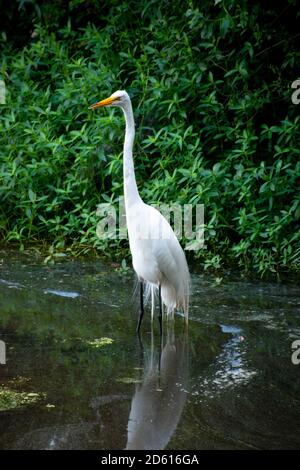 Un unico bianco grande egret in piedi in acque poco profonde Foto Stock