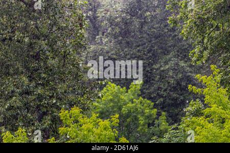 gocce di pioggia lunghe e veloci che cadono in foresta verde a. condizioni di sole e vento Foto Stock