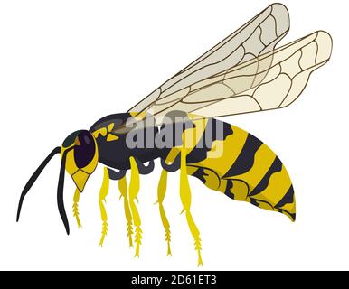 Wasp volante isolato su sfondo bianco. Insetto in stile cartone animato. Illustrazione Vettoriale