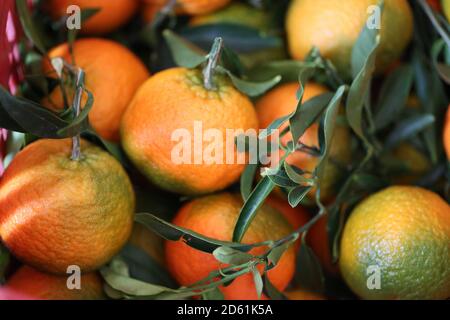 Sfondo con foglie e tangerini. Immagine d'arte con foglie verdi di tangerina. Un concetto per un cibo sano. Vista dall'alto. Messa a fuoco morbida. Può essere utilizzato Foto Stock