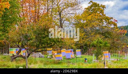 recinzione elettrica alimentata a energia solare protegge alveari delle api dai colori luminosi orsi Foto Stock