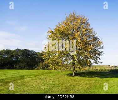 Cambiare i colori in natura mentre l'autunno si trasforma in inverno nel Regno Unito. Foto Stock