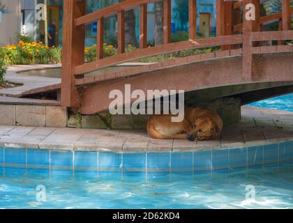 Il triste cane senza dimora si trova sotto un ponte vicino alla piscina nel parco pubblico Foto Stock