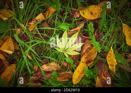 Foglie gialle nella stagione autunnale, foglie di Cannabis sull'erba, marijuana Foto Stock