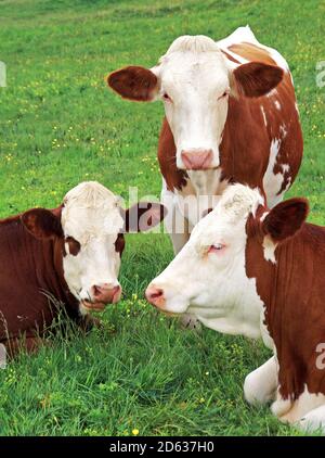 Gruppo di mucche pascolano. Foto Stock