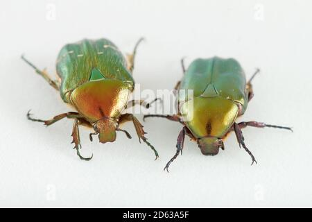 Rosone chafer o il verde rosa chafer Cetonia aurata, che ha una foto macro metallo di colore verde strutturalmente, con uno sfondo bianco. Foto Stock