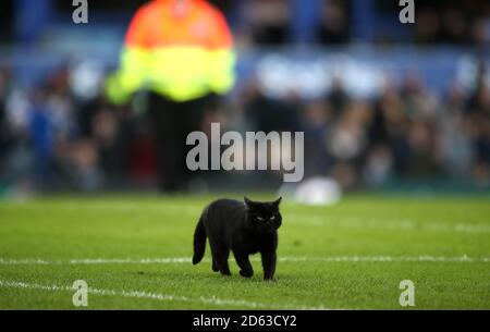 Un gatto nero interrompe il gioco in campo durante il corrispondenza Foto Stock