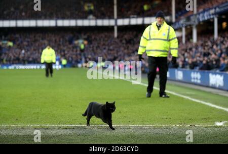 Un gatto nero interrompe il gioco in campo durante il corrispondenza Foto Stock