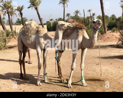 Cammello arabo bianco con foal nel deserto, Marocco. Foto Stock