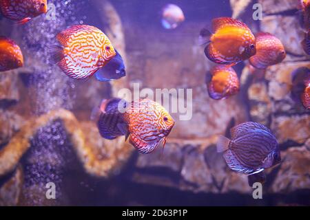 Pesci Discus colorati in acquario, pesci tropicali. Symphysodon discus dal fiume Amazzonia. Diamante blu, pelle di serpente, turchese rosso e molto altro ancora Foto Stock