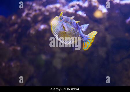 Pesce marino Aracana ornata, il pesce di cowfish ornato che si macina in acquario. Foto Stock
