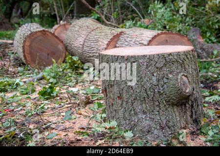 Denham, Regno Unito. 14 ottobre 2020. Gli HS2 hanno affollato una grande area di alberi nel Denham Country Park in connessione con la costruzione della ferrovia ad alta velocità HS2 da Londra a Birmingham. Oggi un altro albero maturo di quercia è stato distrutto. Da HS2. Gli attivisti ambientali della ribellione HS2 sostengono che l'albero che abbatte nel 'cimitero degli alberi' vicino a due tralicci di elettricità e il Canal Grande Unione ha avuto luogo in un'area che non è sulla mappa della terra acquisita HS2 e che, pertanto, l'abbattimento è presumibilmente illegale. Credito: Maureen McLean/Alamy Foto Stock